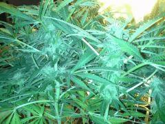 Scrog Early Skunk - CRO+56 - PréFlo+8 - FLO+24 - Les buds se rejoignent