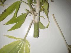 Session Outdoor - Early Skunk CRO+135 FLO+16 - MALADIE