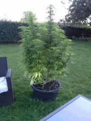 Session Outdoor - Early Skunk CRO+135 FLO+15