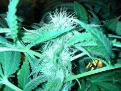 Scrog Early Skunk CRO+56 - PréFlo+8 - FLO+20