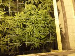 Le scrog Early Skunk - C+50 - 1