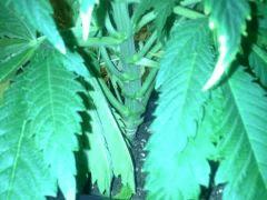 Le scrog - Early Skunk C+45 - 4