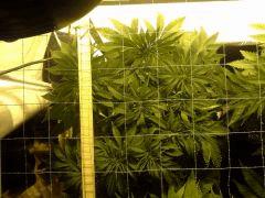 Scrog Early Skunk - C+52 - 6