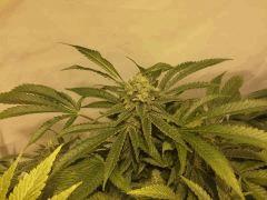Scrog Early Skunk CRO+56 - PréFlo+8 - FLO+47