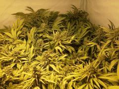 Scrog Early Skunk - CRO+56 - PréFlo+8 - FLO+73