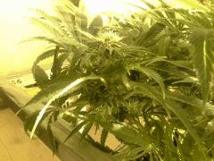 Scrog Early Skunk - CRO+56 - PréFlo+8 - FLO+16 - Des pompons