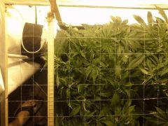 Le scrog - Early Skunk C+45 - 6