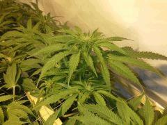 Scrog Early Skunk CRO+56 - PréFlo+8 - FLO+7 - Quelques pompons :-)