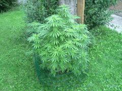 Session Outdoor - Early Skunk