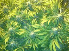 Scrog Early Skunk CRO+56 - PréFlo+8 - FLO+42