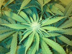 Scrog Early Skunk - CRO+56 - PréFlo+8 - FLO+12 - Quelques pompons