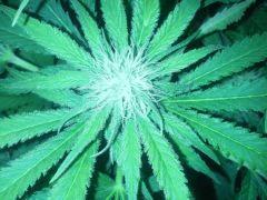 Scrog Early Skunk - CRO+56 - PréFlo+8 - FLO+16 - 1