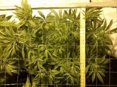 Scrog Early Skunk C+56/Préflo+3 - 5