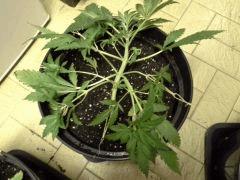 Early Skunk C+32 - session Outdoor 2013