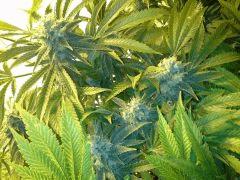 Scrog Early Skunk CRO+56 - PréFlo+8 - FLO+52
