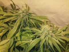 Scrog Early Skunk CRO+56 - PréFlo+8 - FLO+47
