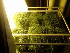 Scrog Early Skunk - C+52
