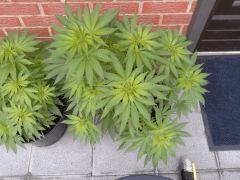 Session Outdoor Early Skunk - CRO+64 - 1