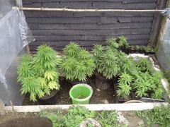 Session Outdoor Early Skunk CRO+99