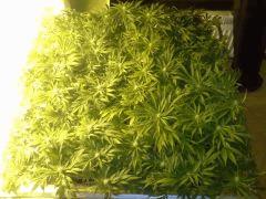 Scrog Early Skunk - CRO+56 - PréFlo+8 - FLO+16