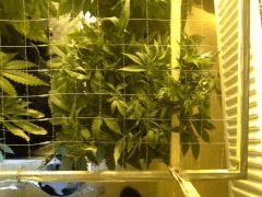 Scrog des Early Skunk C+41 - 1