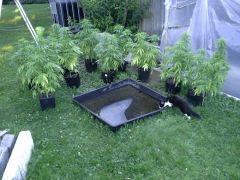 Session Outdoor - Early Skunk bout'z FLO+8