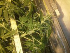 Dessus-dessous Early Skunk FLO+3