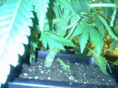 Le scrog - Early Skunk C+45 - 3