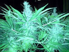 Scrog Early Skunk - CRO+56 - PréFlo+8 - FLO+63