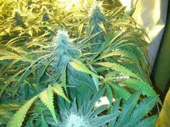 Scrog Early Skunk CRO+56 - PréFlo+8 - FLO+33