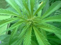 Session Outdoor - Early Skunk