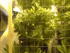 Scrog des Early Skunk C+41 - 4