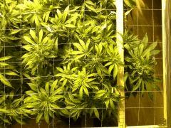 Scrog Early Skunk C+56/Préflo+3 - 1