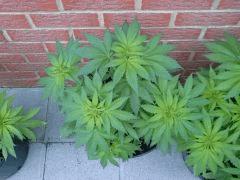 Session Outdoor Early Skunk - CRO+64 - 3
