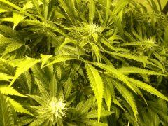 Scrog Early Skunk - CRO+56 - PréFlo+8 - FLO+24 - Les buds se rejoignent