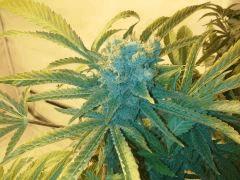 Scrog Indoor - CRO+56 - PréFlo+8 - FLO+77