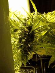 Scrog Early Skunk - CRO+56 - PréFlo+8 - FLO+67