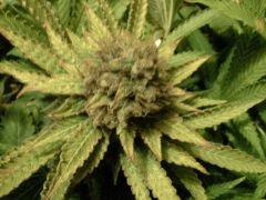 Scrog Early Skunk - CRO+56 - PréFlo+8 - FLO+63