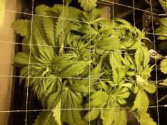Early Skunk C+32 - 4