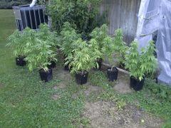 Early Skunk Outdoor 2013
