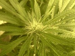 Scrog Early Skunk - CRO+56 - PréFlo+8 - FLO+16 - Des pompons