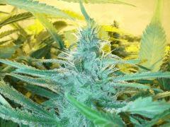 Scrog Early Skunk CRO+56- PréFlo +8 - FLO+38