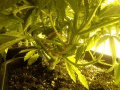 Le scrog - Early Skunk C+45 - 5