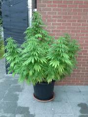 Early Skunk Outdoor 2013