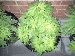 Session Out Early Skunk - C+58 - 2