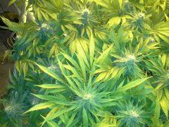 Scrog Early Skunk CRO+56 - PréFlo+8 - FLO+42