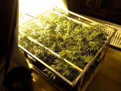 Scrog Early Skunk C+56/Préflo+3