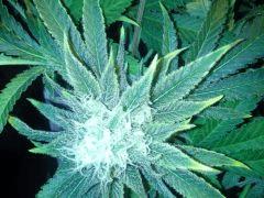 Scrog Early Skunk CRO+56 - PréFlo+8 - FLO+42