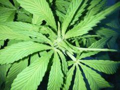 Session Outdoor - Early Skunk bout'z FLO+8