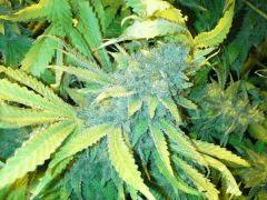 Scrog Indoor - CRO+56 - PréFlo+8 - FLO+77